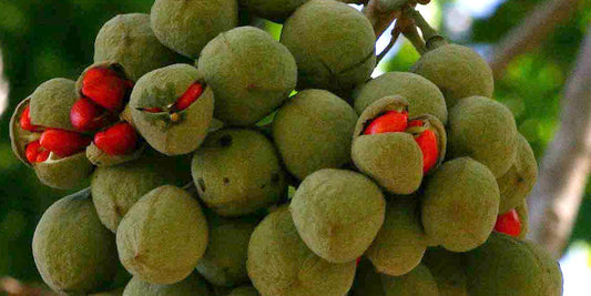 From Tree to Treasure: The Sustainable Story Behind Mafura Butter